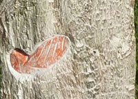 Vorschau Bildimpuls: Welches nun?