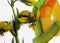 Vorschau Bildimpuls: Farbduft G1